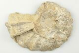 Cut/Polished Calycoceras Ammonite (Half) - Texas #198205-1